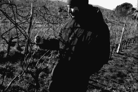 Sandi Skerk inspecting vines in the Carso vineyard in winter