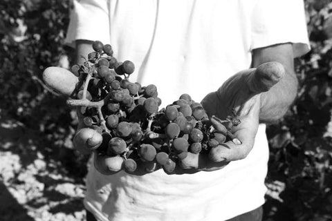 Tenute Dettori, Natural Wine Producers Located in Sardinia, Italy, Primal Wine - primalwine.com