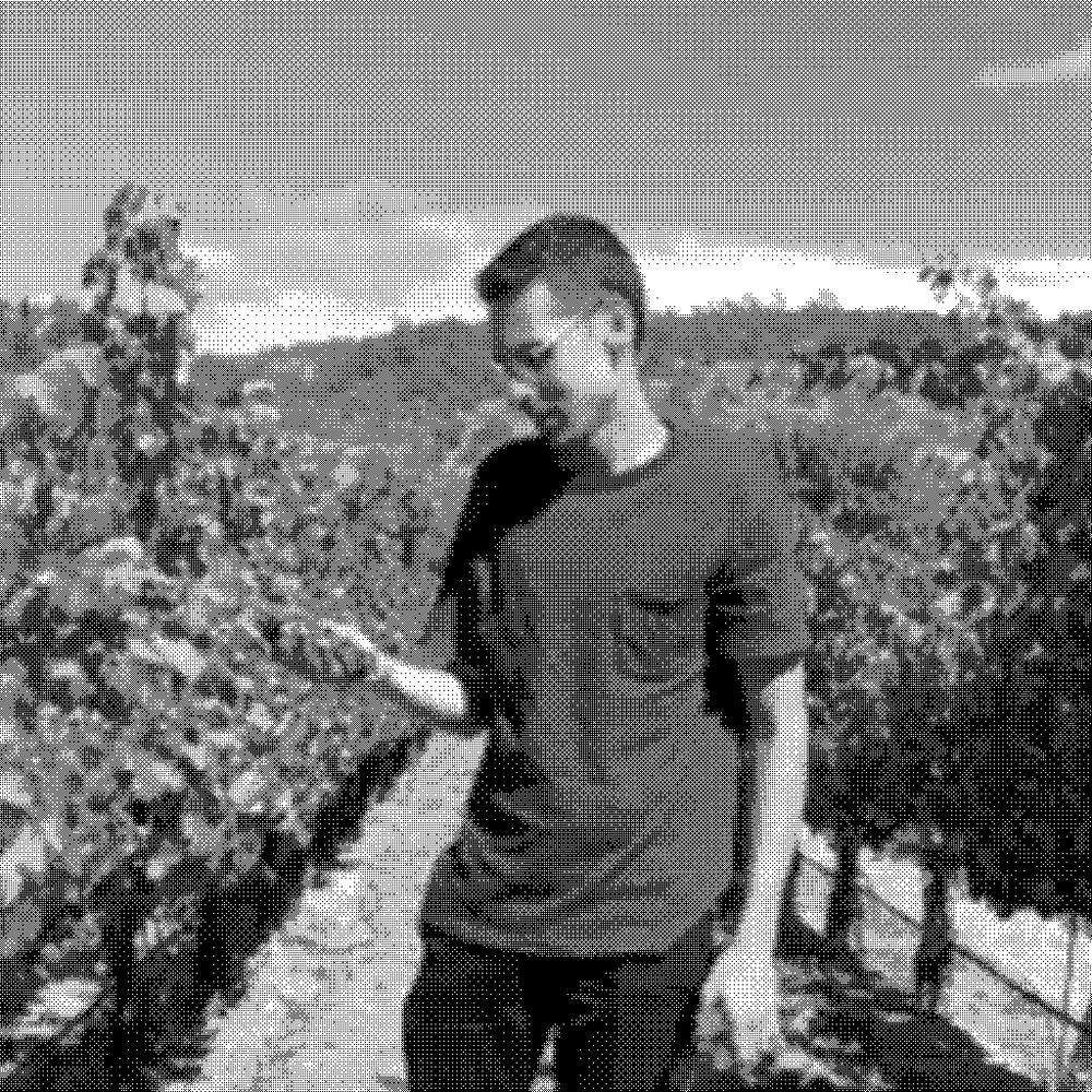 Toshokan, natural wine producer, harvesting grapes in a California vineyard