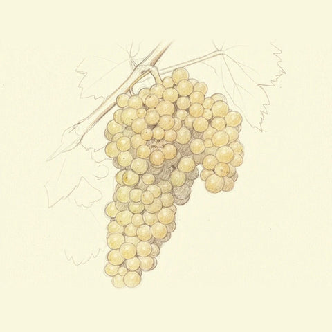 Colored pencil drawing of a bunch of Trebbiano grapes