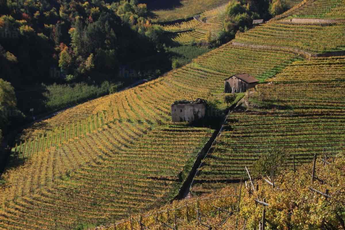 Trentino Alto Adige Landscape Vineyards, Natural Wine, Primal Wine - primalwine.com