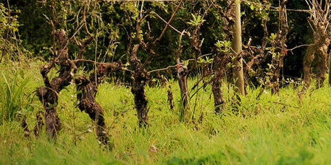 Wine school 101: What is vegan wine? Isn't all wine vegan? A comprehensive guide