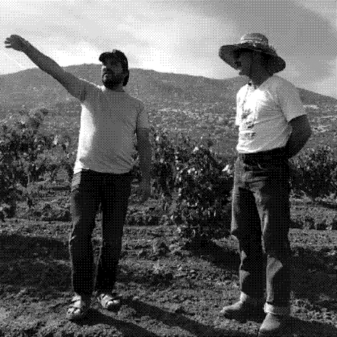 Bichi natural wine producer in the vineyard, Tecate, Baja California, Mexico