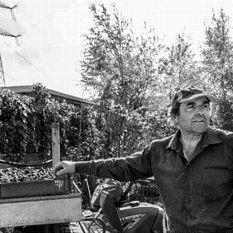 Raffaele Moccia, natural wine producer at Agnanum, standing with a crate of grapes by his quad in the Campi Flegrei vineyards near Naples, Italy