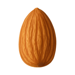 Organic almond nut with textured brown shell, perfect for healthy snacks and baking.