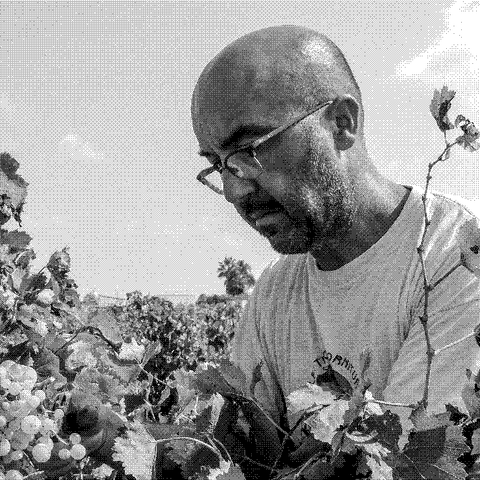 Nino Barraco, natural wine producer, tending the vines in his vineyard in Marsala, western Sicily, Italy