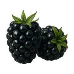 Blackberry Icon Tasting | Primal Wine