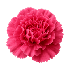 Carnatian Flower Icon Tasting | Primal Wine