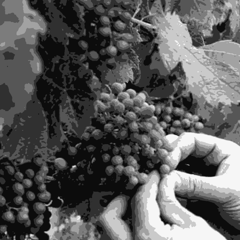 Château Peybonhomme — natural wine producer