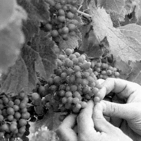 Château Peybonhomme — natural wine producer