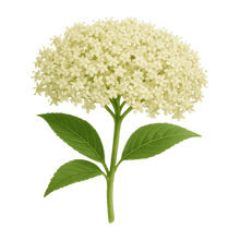 Elderflower