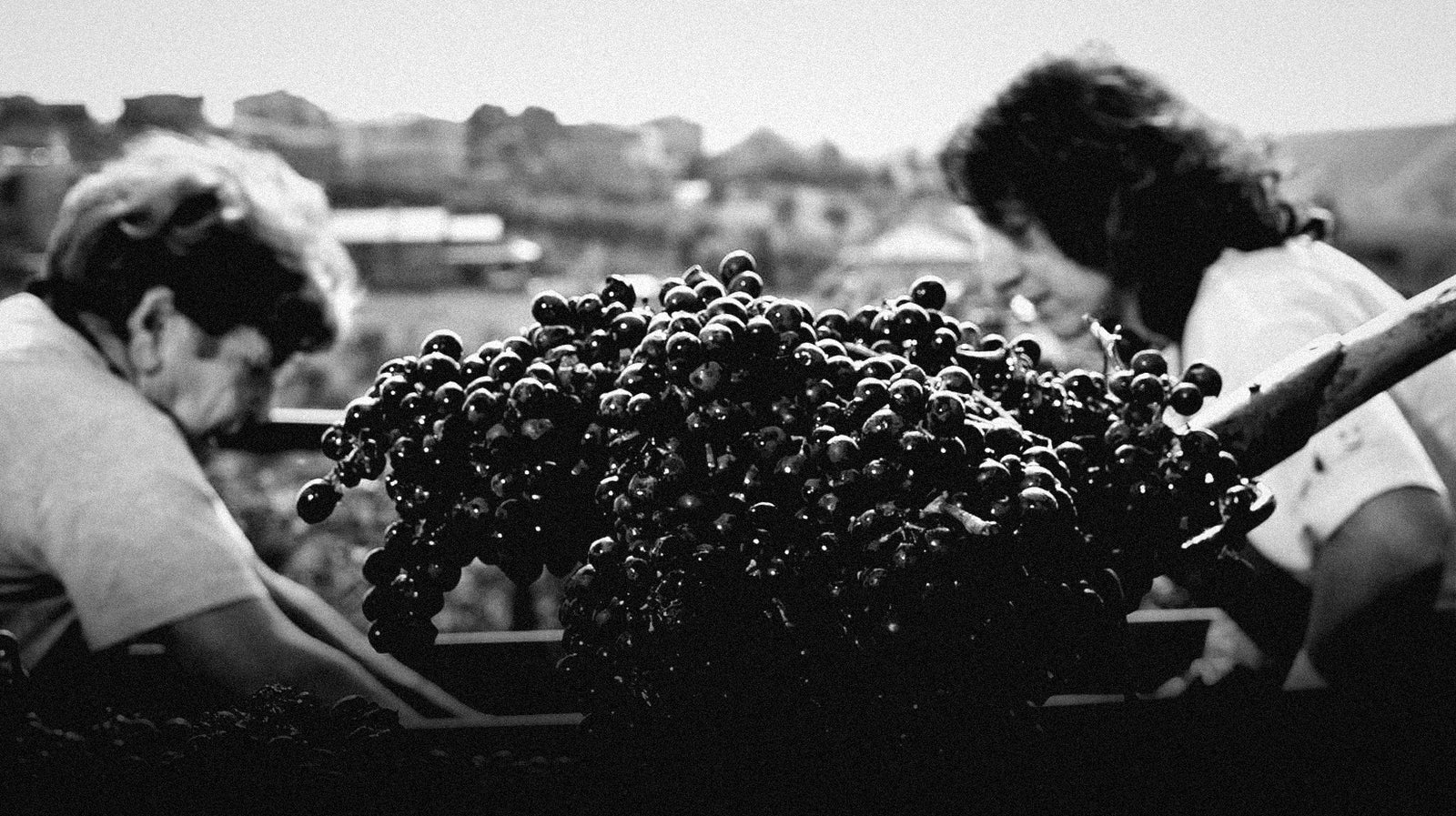 Sorting grapes by hand at harvest, Emidio Pepe