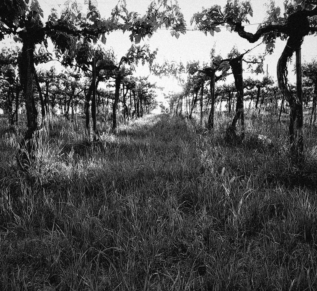 Cover crops growing between the vine rows at Emidio Pepe