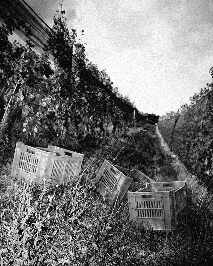 Harvest crates in the Ettore Germano vineyards, Serralunga d'Alba