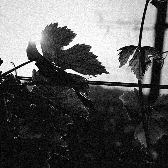 Backlit vines at sunset in the Ettore Germano vineyards, Serralunga d'Alba