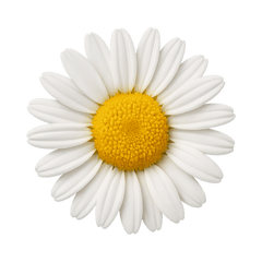 Flower Icon Tasting | Primal Wine