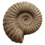 Detailed fossilized ammonite with ridges, showcasing its spiral shell and texture.