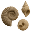 Collection of three detailed seashells in natural shades, showcasing intricate spiral patterns and textures.