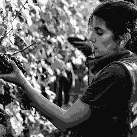 Giulia Negri Serradenari — natural wine producer