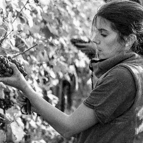 Giulia Negri Serradenari — natural wine producer