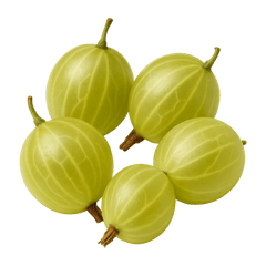 Gooseberries Tasting Icon | Primal Wine