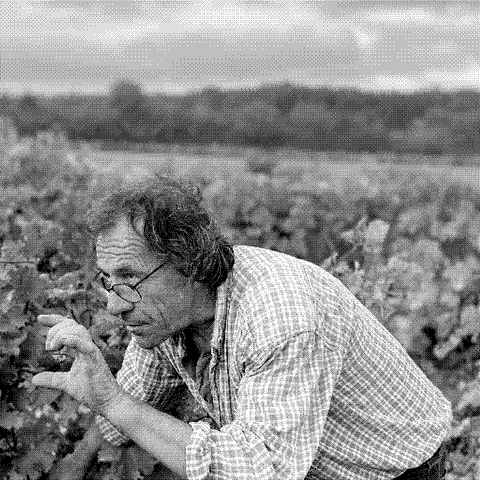 Thierry Hesnault, natural wine producer, tending old vines in his vineyard in Chahaignes, Sarthe, Loire Valley, France