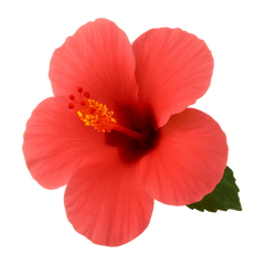 Vibrant red hibiscus flower with delicate petals and yellow stamens, surrounded by green leaves.