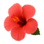 Vibrant red hibiscus flower with delicate petals and yellow stamens, surrounded by green leaves.
