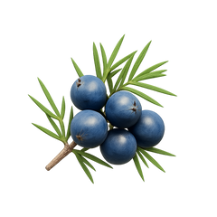 Juniper Icon Tasting | Primal Wine