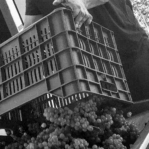 Kontozisis — natural wine producer