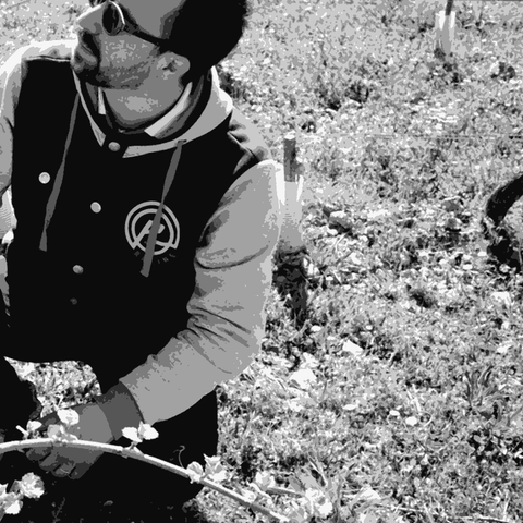 Le Sot de l'Ange — natural wine producer