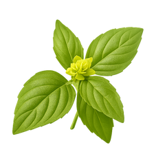 Lemon Basil Icon Tasting | Primal Wine
