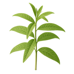 Lemon Verbena Icon Tasting | Primal Wine