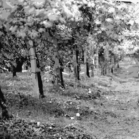 Marco Petterino — natural wine producer