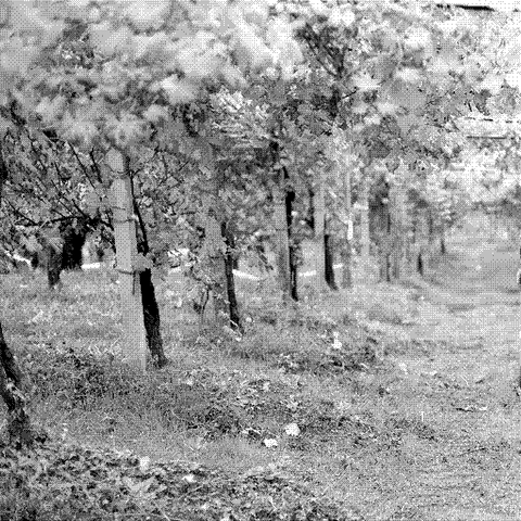 Marco Petterino — natural wine producer