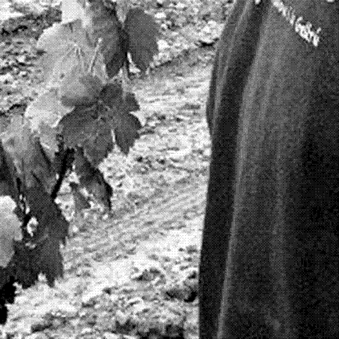 Masia de la Roqua — natural wine producer
