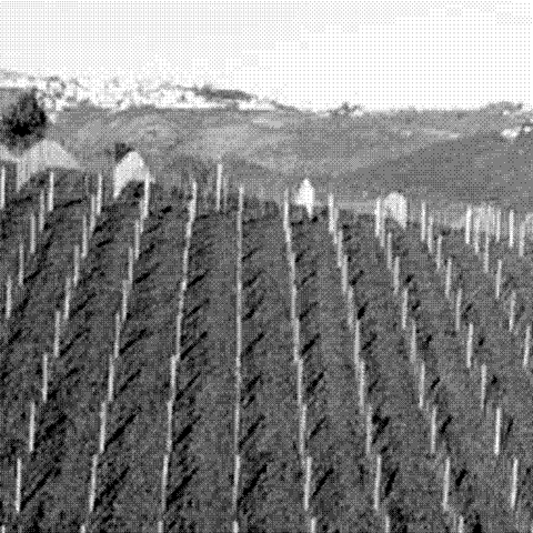 Mastropietro — natural wine producer