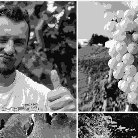 Matic — natural wine producer