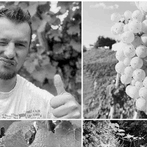 Matic — natural wine producer