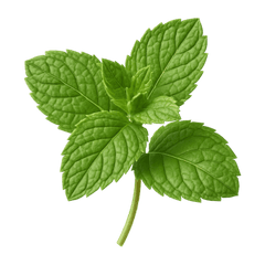 Mint Icon Tasting | Primal Wine