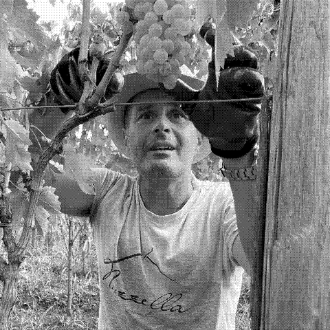 Nuzzella — natural wine producer