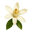 Close-up of a delicate white flower with yellow stamens and green leaves, representing beauty in nature.