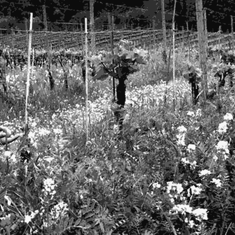 Orsi — natural wine producer