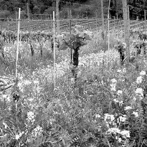 Orsi — natural wine producer