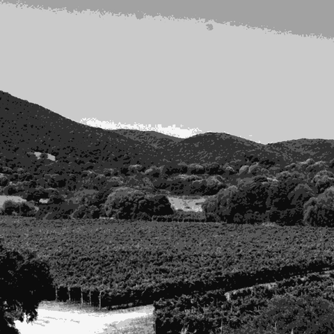 Piero Mancini — natural wine producer