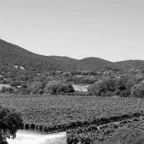Piero Mancini — natural wine producer