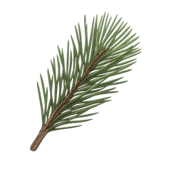 Pine Icon Tasting | Primal Wine
