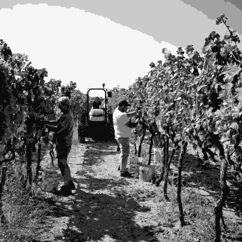 Plantamura — natural wine producer