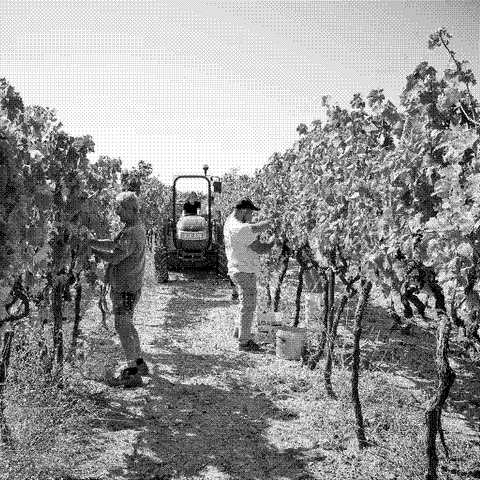 Plantamura — natural wine producer
