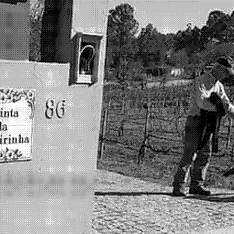 Quinta da Palmirinha — natural wine producer